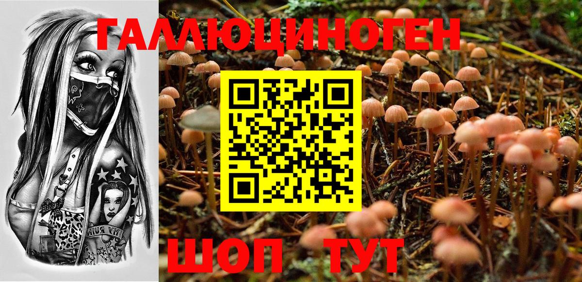 где продают   Псилоцибиновые грибы Cubensis  Вход с VPN  Тихвин 